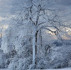 BK_ICE_TREE